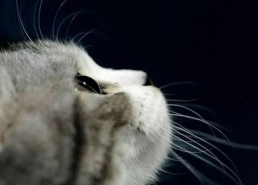 娱乐吃瓜酱找猫